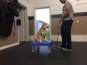 Puppy Training Orange County CA.