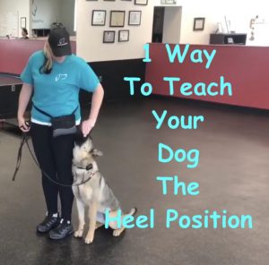 duke ferguson dog trainer